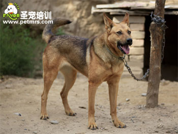 狼狗