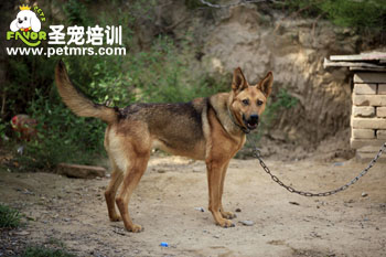狼狗