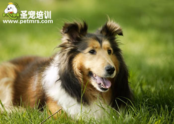 蘇牧 蘇格蘭牧羊犬