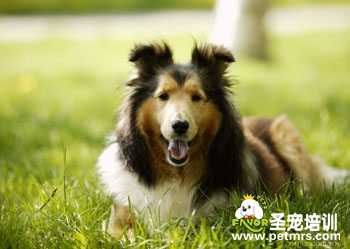 蘇格蘭牧羊犬美容