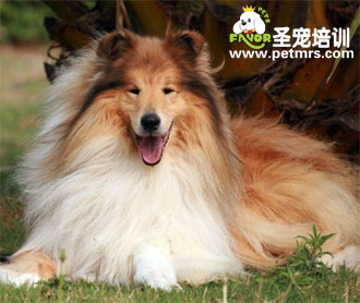 蘇格蘭牧羊犬美容