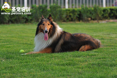 蘇格蘭牧羊犬美容