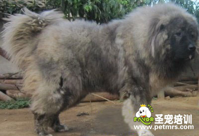 高加索犬