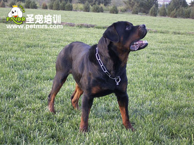 羅威那納犬