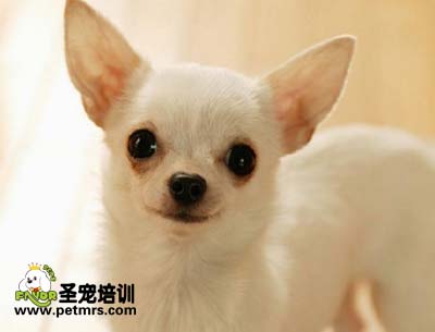 吉娃娃美容