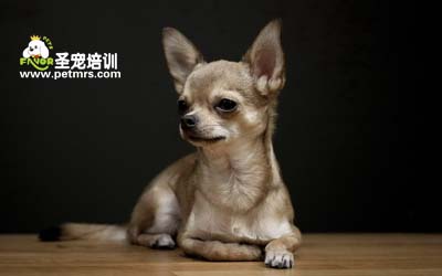 吉娃娃犬