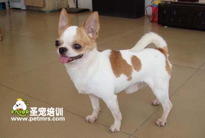 吉娃娃美容