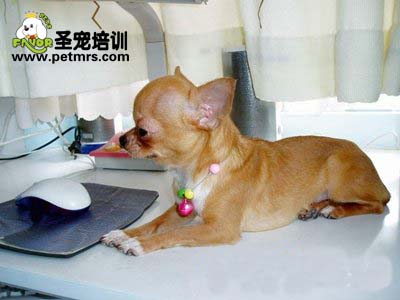 吉娃娃犬可愛