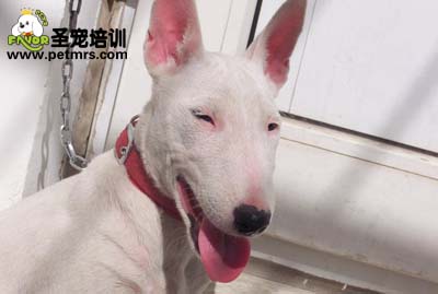 白色牛頭梗犬