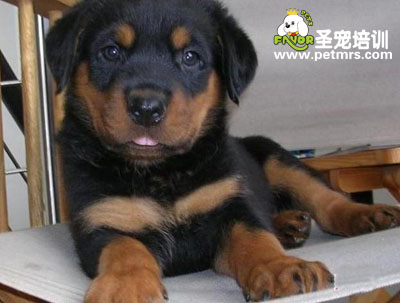 羅威納犬
