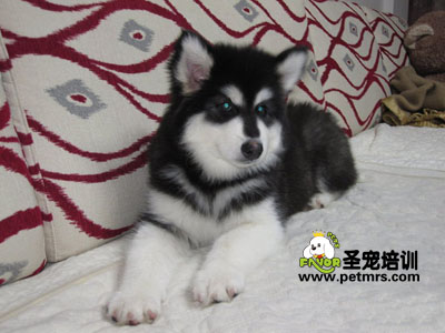 阿拉斯加雪橇犬美容