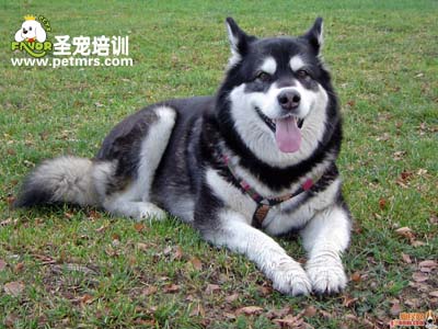 阿拉斯加犬美容