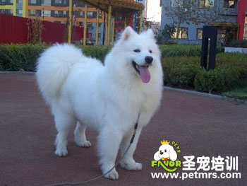 薩摩犬