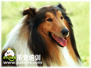 蘇格蘭牧羊犬
