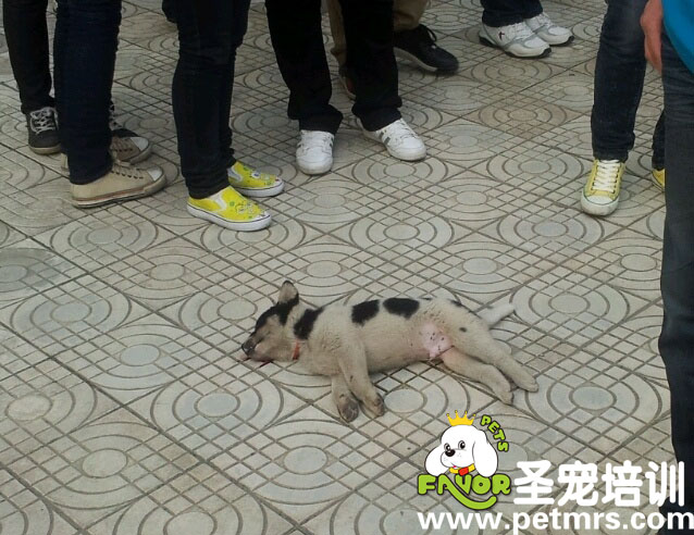 狗狗被虐殺