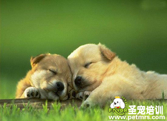 狗狗靈異事件
