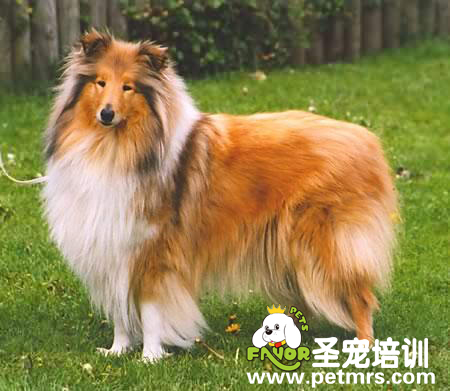 德國牧羊犬急性胃炎治療