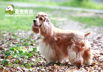 可卡犬美容技巧