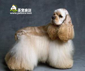 可卡犬美容