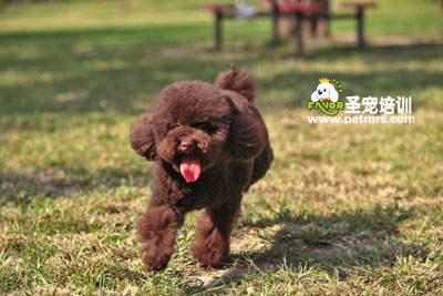 貴賓犬美容造型