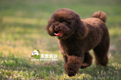 貴賓犬美容造型