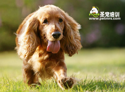 可卡犬美容