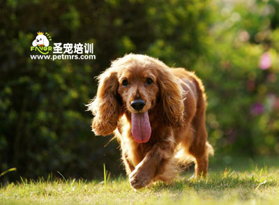 可卡犬