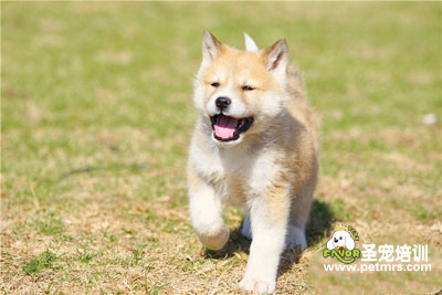 秋田犬