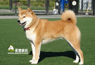 秋田犬美容