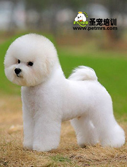 如何比熊犬讓比熊清涼度夏