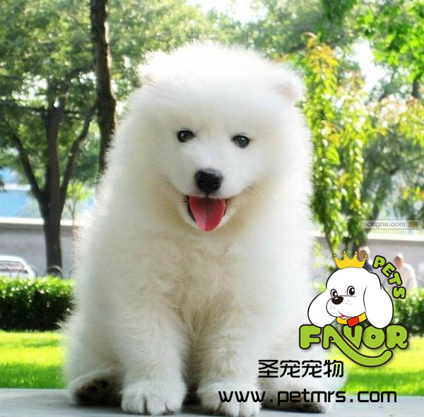 狗寶寶護理與喂養技巧