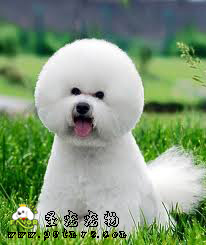 狗對蛋白質和脂肪的營養需求