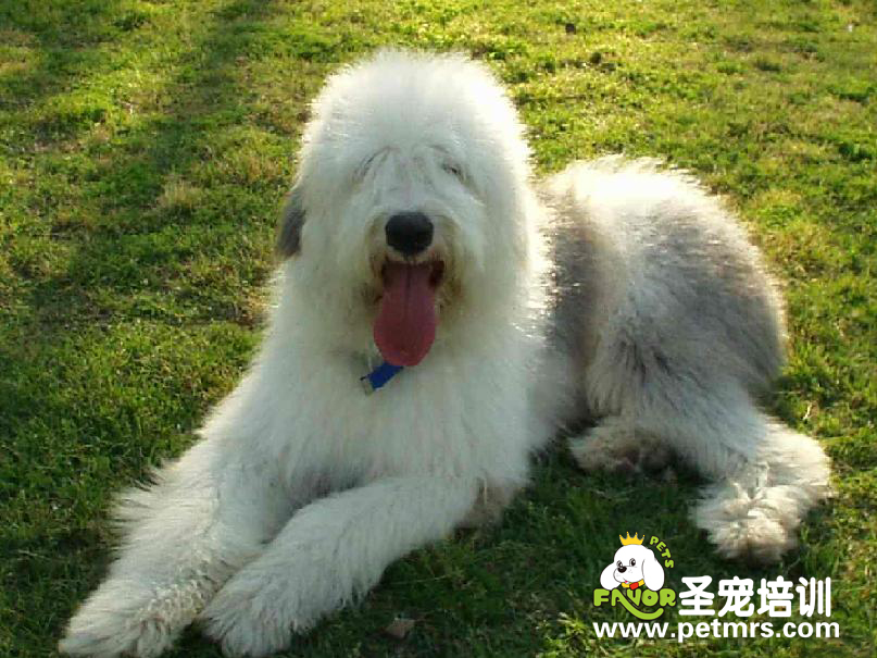 狗狗不能吃的食物