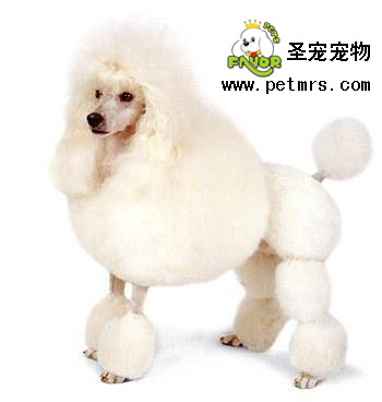 貴賓犬修剪的不同方法