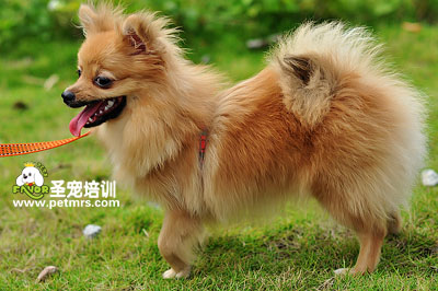 博美犬美容