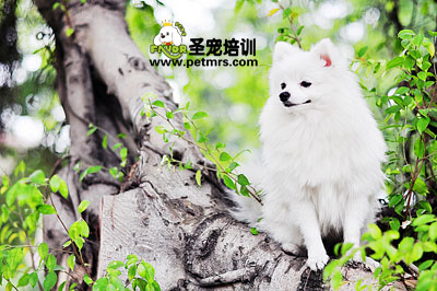 博美狗狗美容