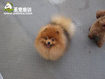 博美狗狗美容技巧
