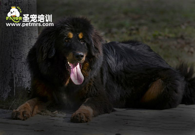 虎型藏獒