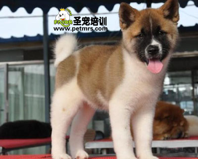 秋田犬