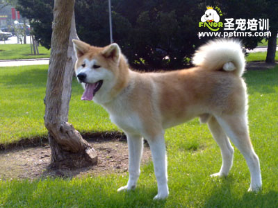 秋田犬美容