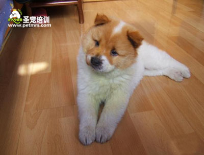 秋田犬美容