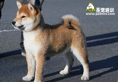 秋田犬