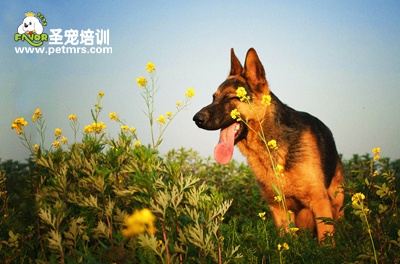 德牧美容