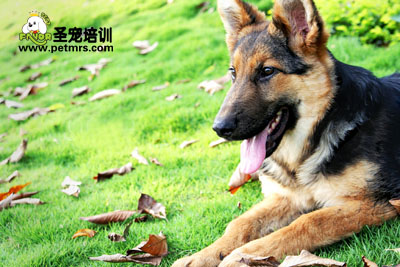 德國牧羊犬美容技巧