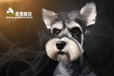 雪納瑞美容造型