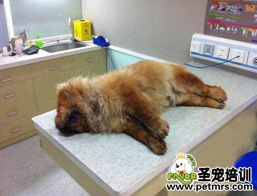 松獅犬寵物醫院“洗澡死”主人討說法