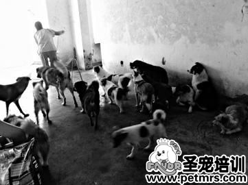 狗屋要沒了，狗狗要何去何從啊