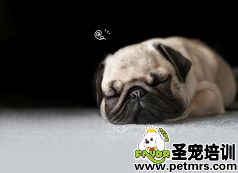 可愛的巴哥