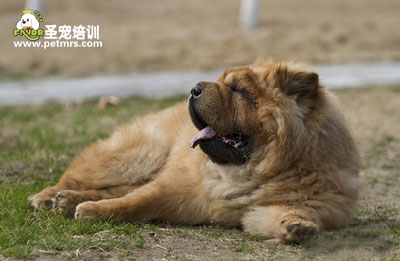 松獅狗狗美容