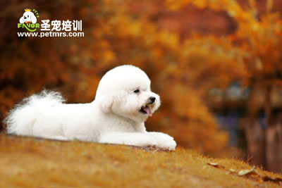 比熊犬的美容